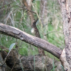 Pardalotus punctatus at Yea, VIC - 31 Oct 2023