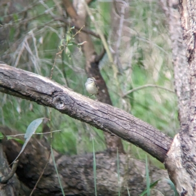 Pardalotus punctatus (Spotted Pardalote) at Yea Wetlands John Cummins Reserve - 31 Oct 2023 by Darcy