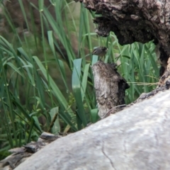 Pardalotus punctatus at Yea, VIC - 31 Oct 2023