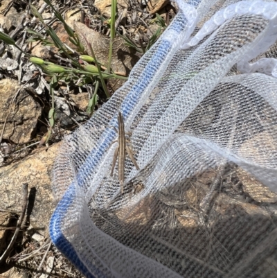 Keyacris scurra (Key's Matchstick Grasshopper) at Collector, NSW - 31 Oct 2023 by LodgeEnviro