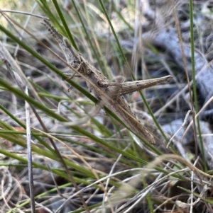 Keyacris scurra at Collector, NSW - 31 Oct 2023 01:12 PM