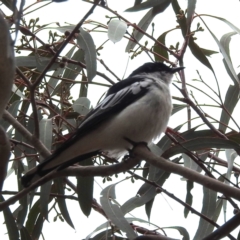 Lalage tricolor (White-winged Triller) at Lions Youth Haven - Westwood Farm A.C.T. - 2 Nov 2023 by HelenCross