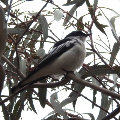 Lalage tricolor (White-winged Triller) at Tuggeranong, ACT - 3 Nov 2023 by HelenCross