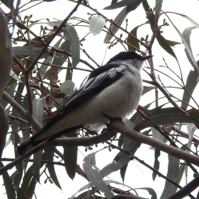 Lalage tricolor (White-winged Triller) at Lions Youth Haven - Westwood Farm - 2 Nov 2023 by HelenCross