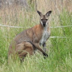 Notamacropus rufogriseus (Red-necked Wallaby) at Stromlo, ACT - 3 Nov 2023 by HelenCross