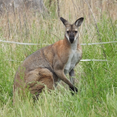 Notamacropus rufogriseus (Red-necked Wallaby) at Lions Youth Haven - Westwood Farm - 2 Nov 2023 by HelenCross