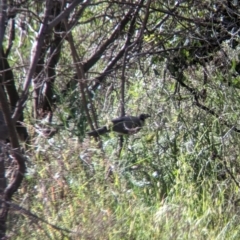 Philemon corniculatus (Noisy Friarbird) at Gooram, VIC - 31 Oct 2023 by Darcy