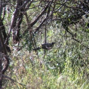 Philemon corniculatus at Gooram, VIC - 31 Oct 2023