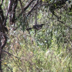 Philemon corniculatus at Gooram, VIC - 31 Oct 2023