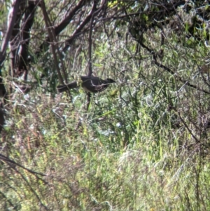 Philemon corniculatus at Gooram, VIC - 31 Oct 2023