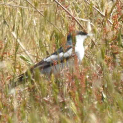 Lalage tricolor (White-winged Triller) at Tuggeranong, ACT - 2 Nov 2023 by HelenCross