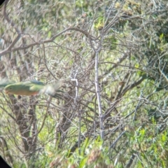 Alisterus scapularis (Australian King-Parrot) at Seven Creeks Wildlife Reserve - 31 Oct 2023 by Darcy