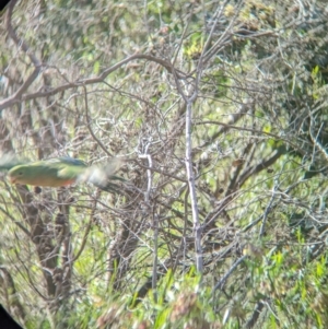 Alisterus scapularis at Gooram, VIC - 31 Oct 2023