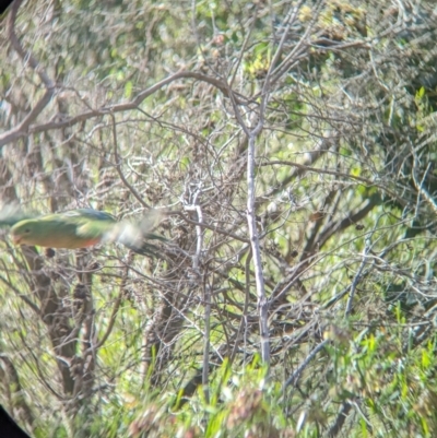 Alisterus scapularis (Australian King-Parrot) at Gooram, VIC - 31 Oct 2023 by Darcy