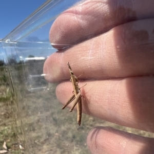 Keyacris scurra at Quialigo, NSW - 24 Oct 2023