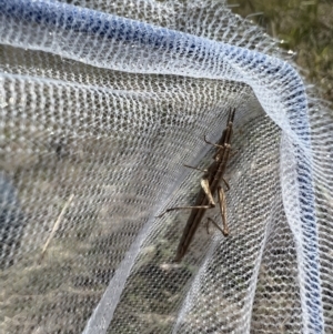 Keyacris scurra at Quialigo, NSW - suppressed