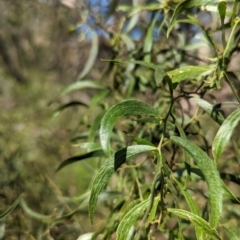 Acacia verniciflua (Varnish Wattle) at Seven Creeks Wildlife Reserve - 31 Oct 2023 by Darcy
