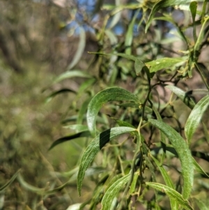 Acacia verniciflua at Gooram, VIC - 31 Oct 2023