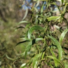 Acacia verniciflua at Gooram, VIC - 31 Oct 2023