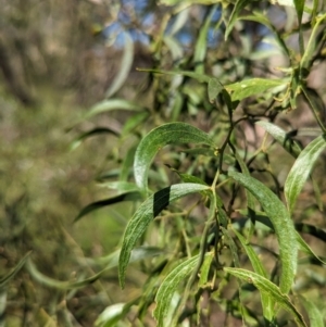 Acacia verniciflua at Gooram, VIC - 31 Oct 2023