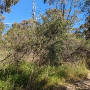 Acacia verniciflua at Gooram, VIC - 31 Oct 2023