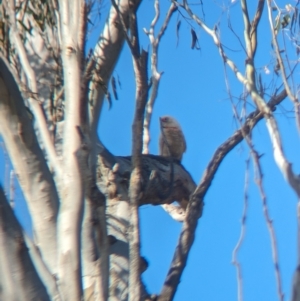 Cacatua tenuirostris at Gooram, VIC - 31 Oct 2023 04:50 PM