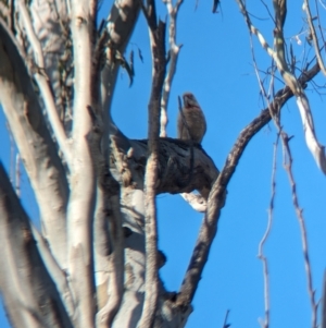 Cacatua tenuirostris at Gooram, VIC - 31 Oct 2023 04:50 PM