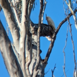 Cacatua tenuirostris at Gooram, VIC - 31 Oct 2023