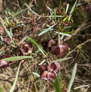 Dodonaea viscosa subsp. angustifolia at Gooram, VIC - 31 Oct 2023