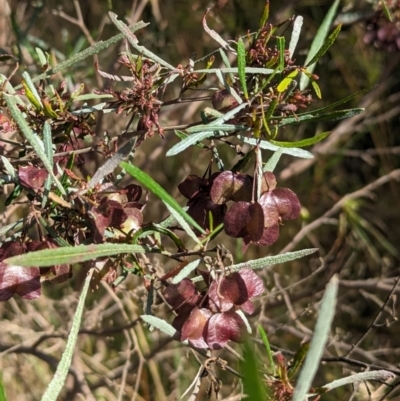 Dodonaea viscosa subsp. angustifolia (Giant Hop-bush) at Seven Creeks Wildlife Reserve - 31 Oct 2023 by Darcy