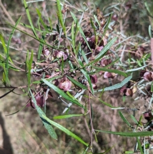 Dodonaea viscosa subsp. angustifolia at Gooram, VIC - 31 Oct 2023