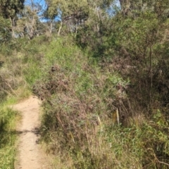 Dodonaea viscosa subsp. angustifolia at Gooram, VIC - 31 Oct 2023 04:54 PM