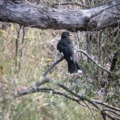 Strepera graculina (Pied Currawong) at Seven Creeks Wildlife Reserve - 31 Oct 2023 by Darcy