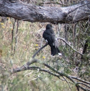 Strepera graculina at Gooram, VIC - 31 Oct 2023