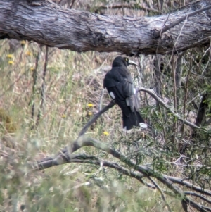 Strepera graculina at Gooram, VIC - 31 Oct 2023