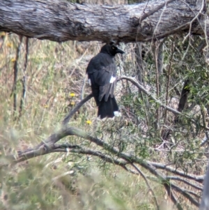 Strepera graculina at Gooram, VIC - 31 Oct 2023