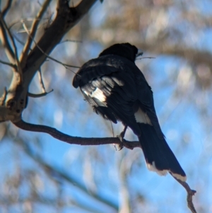 Strepera graculina at Gooram, VIC - 31 Oct 2023