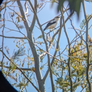 Lalage tricolor at Burrumbuttock, NSW - 2 Nov 2023