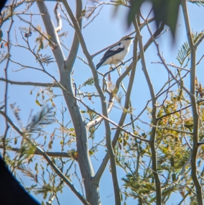 Lalage tricolor (White-winged Triller) at Burrumbuttock, NSW - 1 Nov 2023 by Darcy
