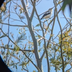 Lalage tricolor at Burrumbuttock, NSW - suppressed
