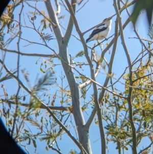 Lalage tricolor at Burrumbuttock, NSW - 2 Nov 2023