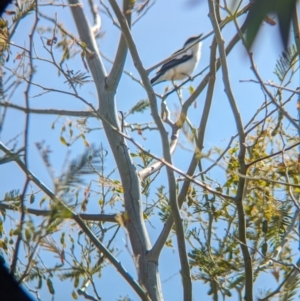 Lalage tricolor at Burrumbuttock, NSW - 2 Nov 2023