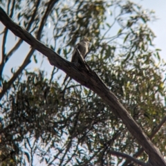 Nymphicus hollandicus (Cockatiel) at Walla Walla, NSW - 2 Nov 2023 by Darcy