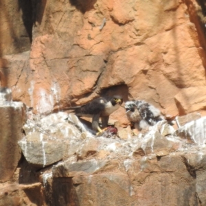 Falco peregrinus at Paddys River, ACT - 3 Nov 2023