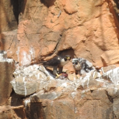 Falco peregrinus (Peregrine Falcon) at Paddys River, ACT - 2 Nov 2023 by HelenCross