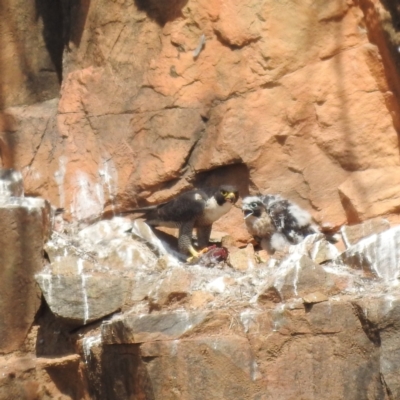 Falco peregrinus (Peregrine Falcon) at Bullen Range - 2 Nov 2023 by HelenCross