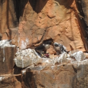 Falco peregrinus at Paddys River, ACT - 3 Nov 2023