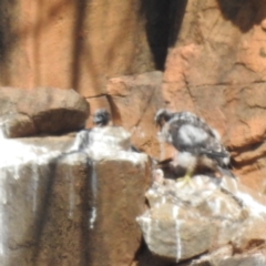 Falco peregrinus at Paddys River, ACT - 3 Nov 2023