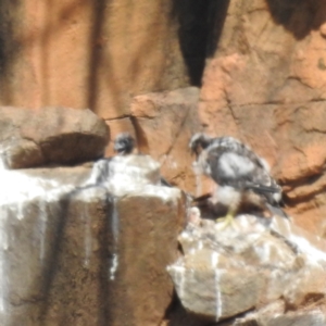 Falco peregrinus at Paddys River, ACT - 3 Nov 2023