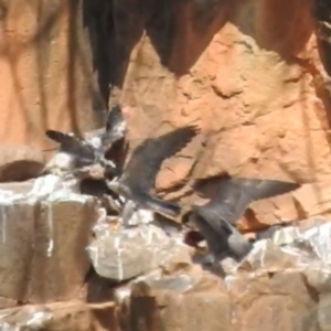 Falco peregrinus at Paddys River, ACT - 3 Nov 2023